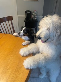 Molly and Murphy (my fur babies) 